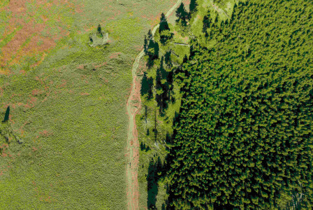 An illustrative photo of a green forest near a large field.