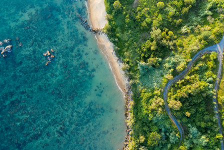 Photo by Unsplash An illustrative photo of green trees on a coast near a sea.