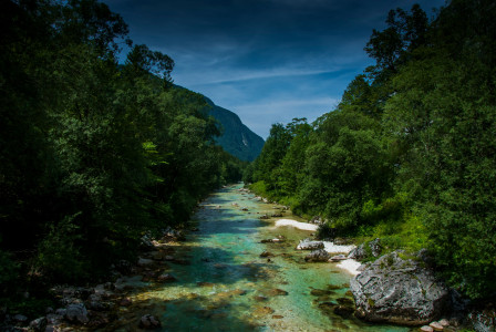 An illustrative photo of a river running through a lush green forest.