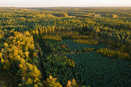 Aerial view of forrest