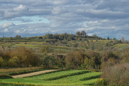 Colour photograph of a hill with green grass and trees.