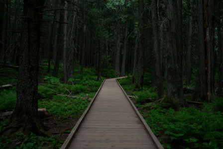 A wooden walkway in the middle of forrest