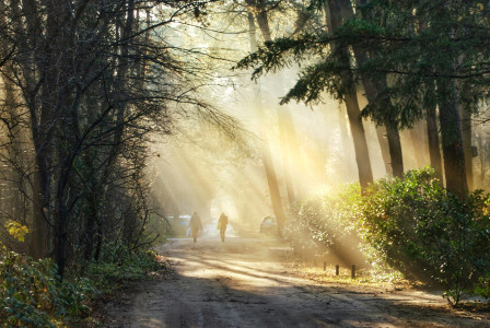 green-trees-on-gray-dirt-road-during-daytime