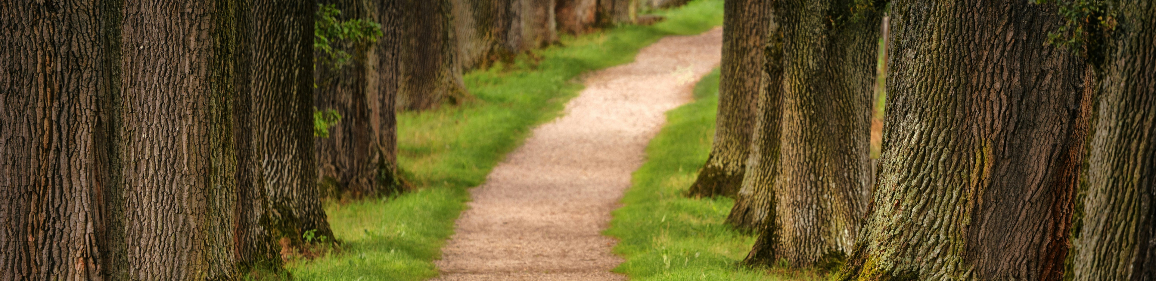 Dirt pathway surrounded by tall trees