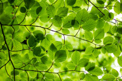 Leaves