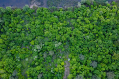 green-trees-under-blue-sky-during-daytime