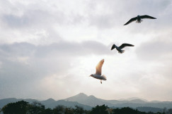 a-couple-of-birds-flying-over-a-body-of-water