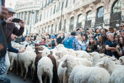 Photo presenting a flock of sheep being herded through a city street as onlookers photograph them.