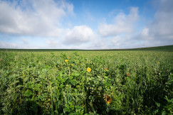 Field