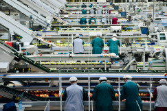 A picture presents workers sorting fruit in a processing facility.