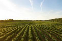 The picture presents a large field with rows of green plants under a blue sky.