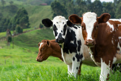 A picture presents cows on the field.