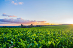 A photo presents a green agricultural field at sunset.