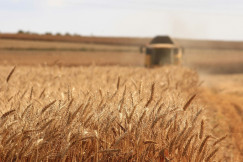 The picture presents ripe wheat in harvest.
