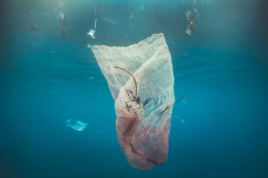 A plastic bag floating in the water.
