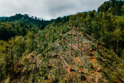 Colour photograph of green trees and felled trees under a cloudy sky during the day.