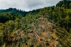 Zürich after some stormy summer days in July 2021. Sadly some trees could not withstand the strong winds. Published on Unsplash on July 16, 2021, by Patrick Federi