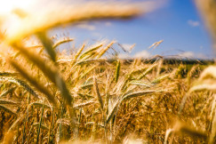 A photo presents golden wheat growing under a blue sky.