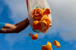 A picture presents orange peels being discarded from a plastic bag.