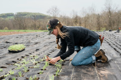 A picture presents a person planting young crops in a field.