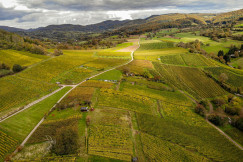 The photo presents vineyards across a hilly landscape.