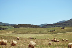 The photo presents a rural landscape with hay bales scattered across rolling fields and hills in the background.