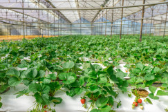 The photo presents strawberry plants in a greenhouse.