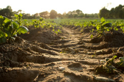 The photo presents crops growing in a field.