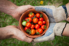 The photo presents people holding a bowl of fresh tomatoes.