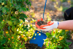 The photo presents a person holding soil in a garden.