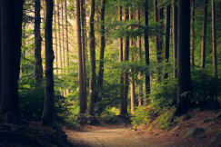 The photo presents a dense forest with sunlight filtering through the trees.