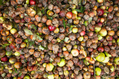 The photo presents a pile of rotten apples.