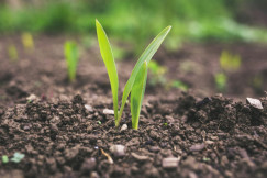 The photo presents young plants growing in soil.
