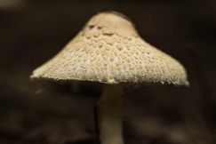 Close-up of a pale mushroom showing its textured surface against a blurred natural background. 
