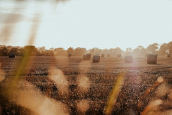 The photo presents round straw bales scattered across a harvested field in warm sunlight, with trees lining the horizon.