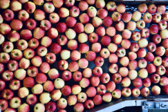 The photo shows industrial apple production.
