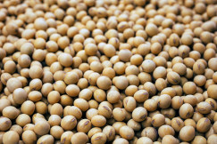 The photo presents a close-up of dried soybeans.