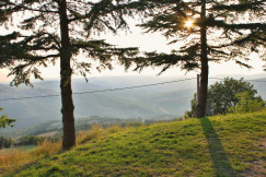 The photo presents sunlight filtering through tall trees on a grassy hillside overlooking a hazy valley and rolling hills.