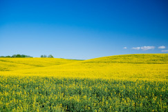 The photo presents a yellow rapeseed field under a clear blue sky.