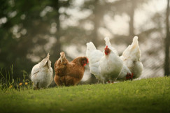 The photo presents white and brown chickens foraging on a grassy slope, with sunlight filtering through trees in the background.