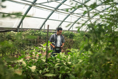 The photo presents a man holding a tablet while standing among rows of green plants inside a greenhouse.