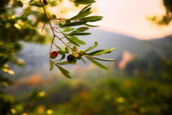 The photo presents an olive branch with green and dark purple olives in warm sunlight, against a blurred background of hills and trees.