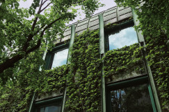 The picture describes a building façade covered with climbing vegetation and surrounded by mature trees.