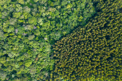 This picture is an aerial, top-down view of a dense forest, captured from above, likely by a drone or aircraft.