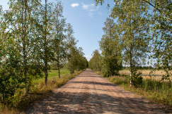 The photo presents a quiet rural dirt road lined with birch trees and fields.