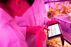 The photo presents researchers or technicians monitoring data on a tablet inside an indoor farming or controlled-environment agriculture facility.