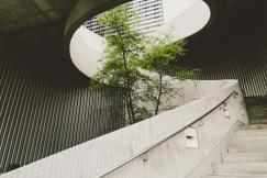 An illustrative photo of a green tree between concrete stairs
