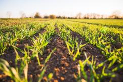 An illustrative photo of a green grass field during daytime