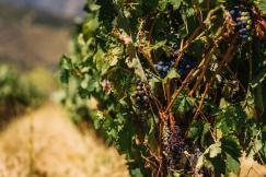 An illustrative photo of the grapes on the vineyards