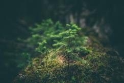An illustrative photo of a a green leaf plant